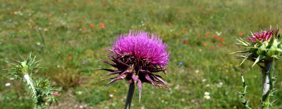 Umbria